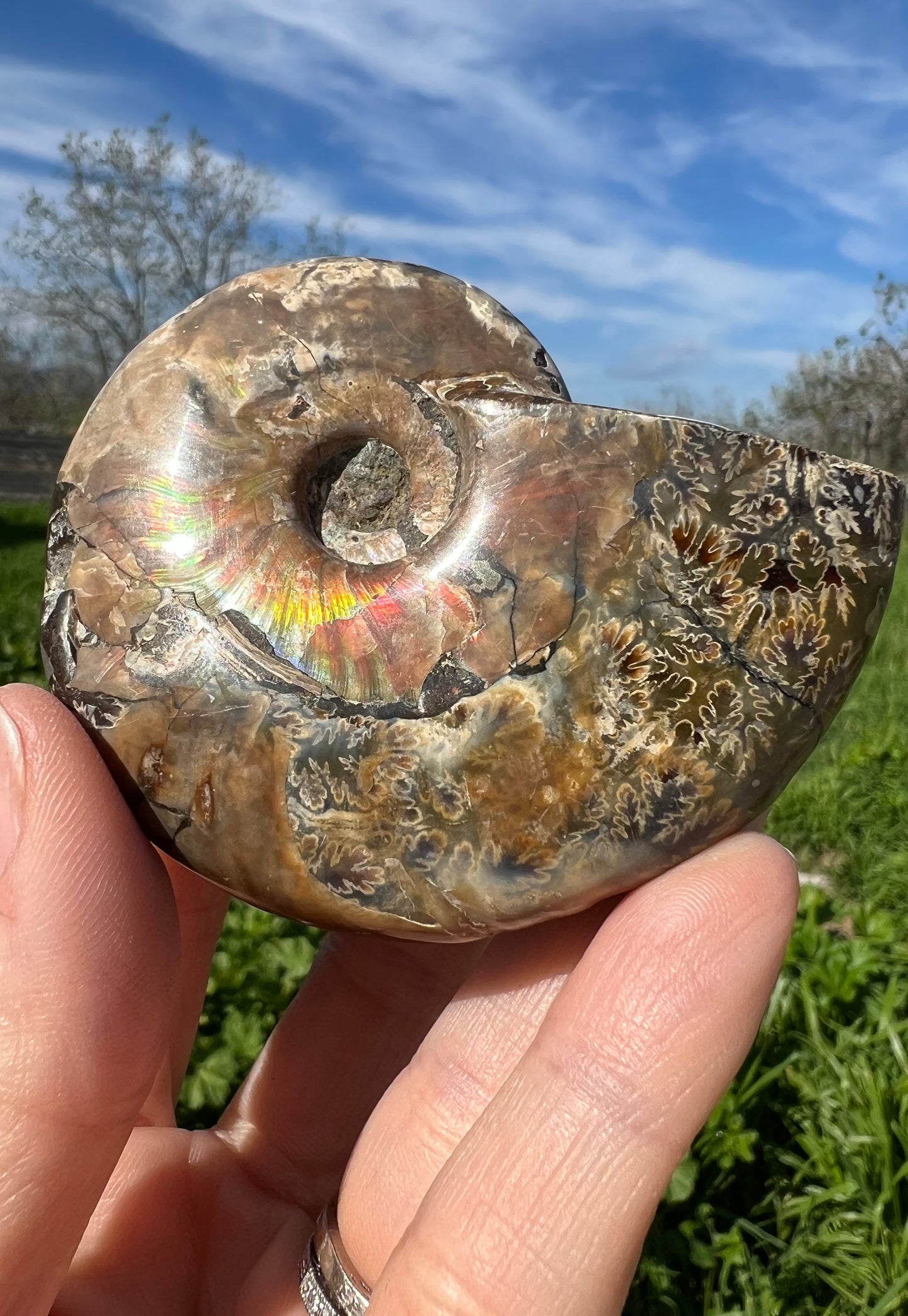 Ammonite Fossil