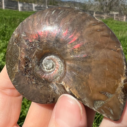 Ammonite Fossil