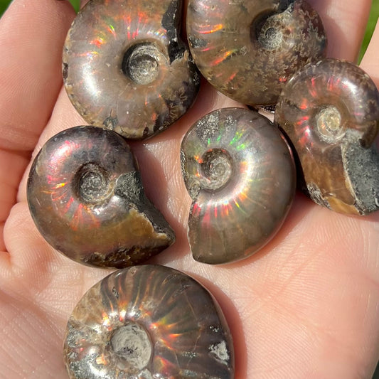 Ammonite mini