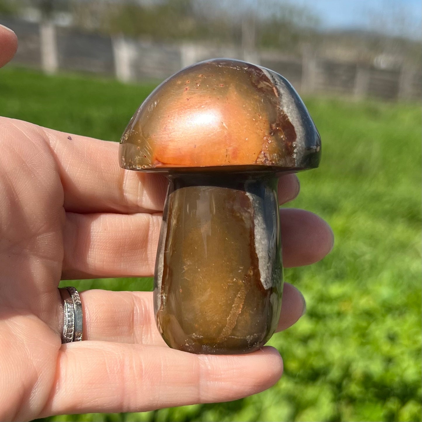 Polychrome Mushroom