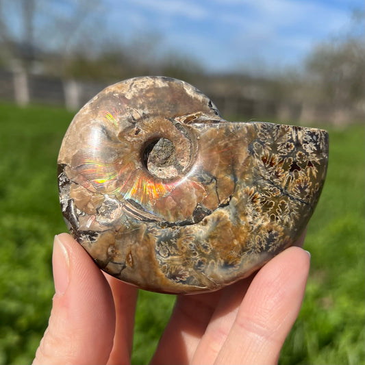 Ammonite Fossil