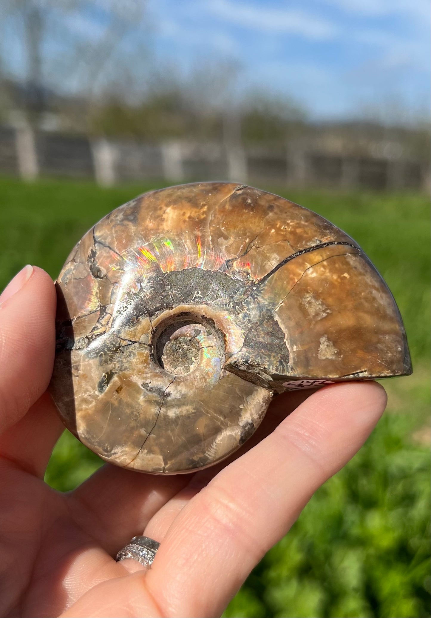 Ammonite Fossil