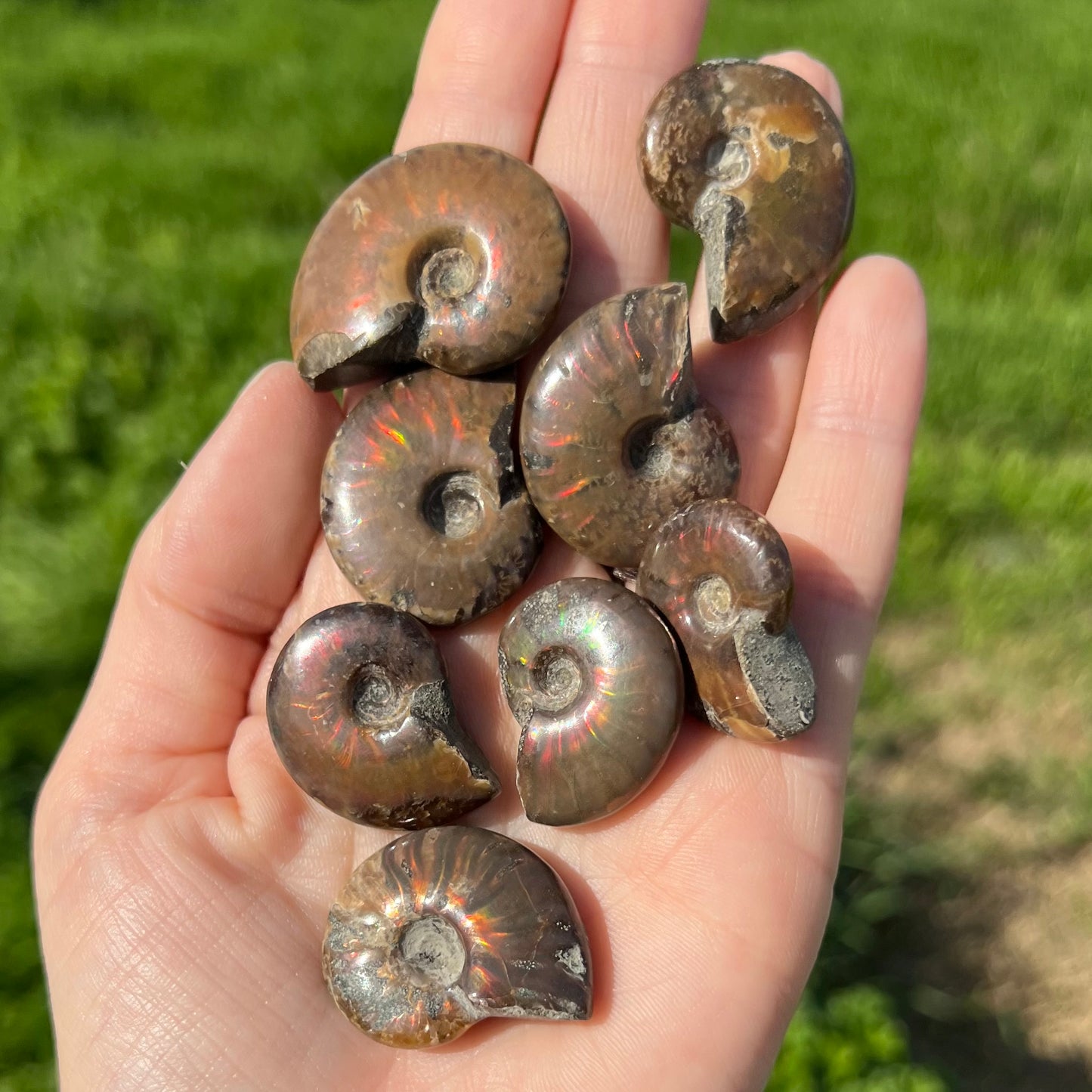 Ammonite mini