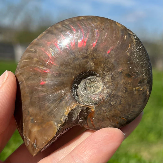 Ammonite Fossil