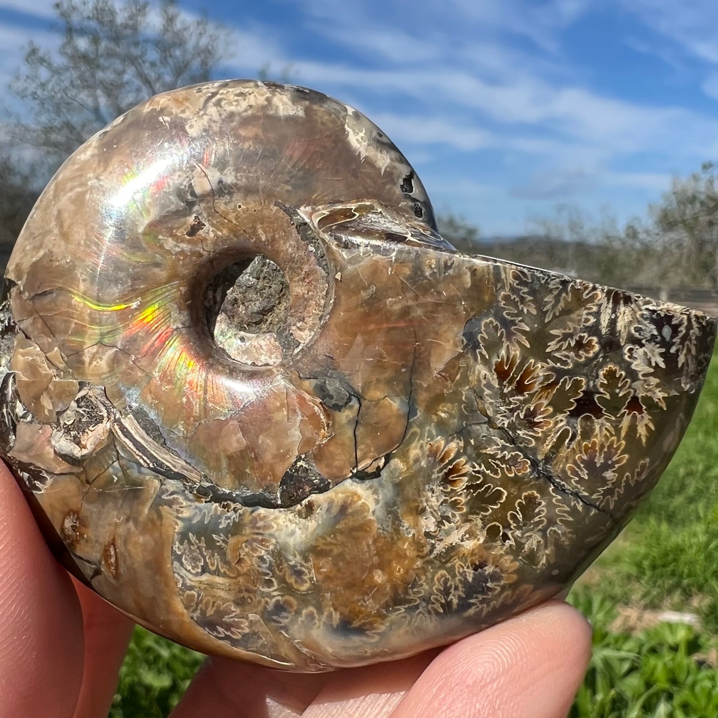 Ammonite Fossil