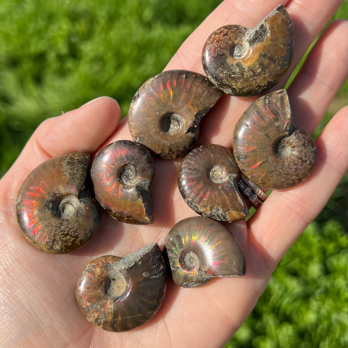 Ammonite mini