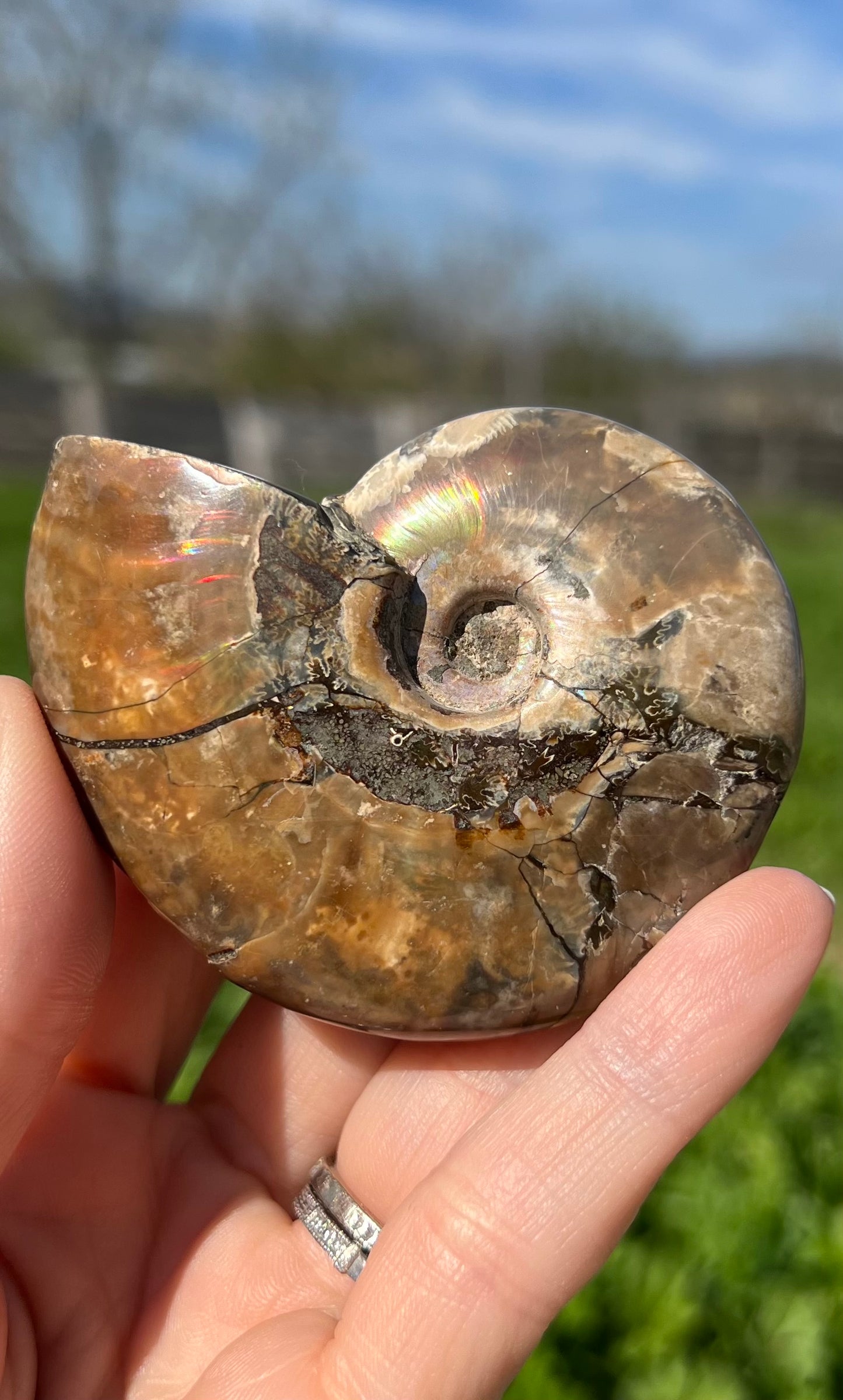 Ammonite Fossil