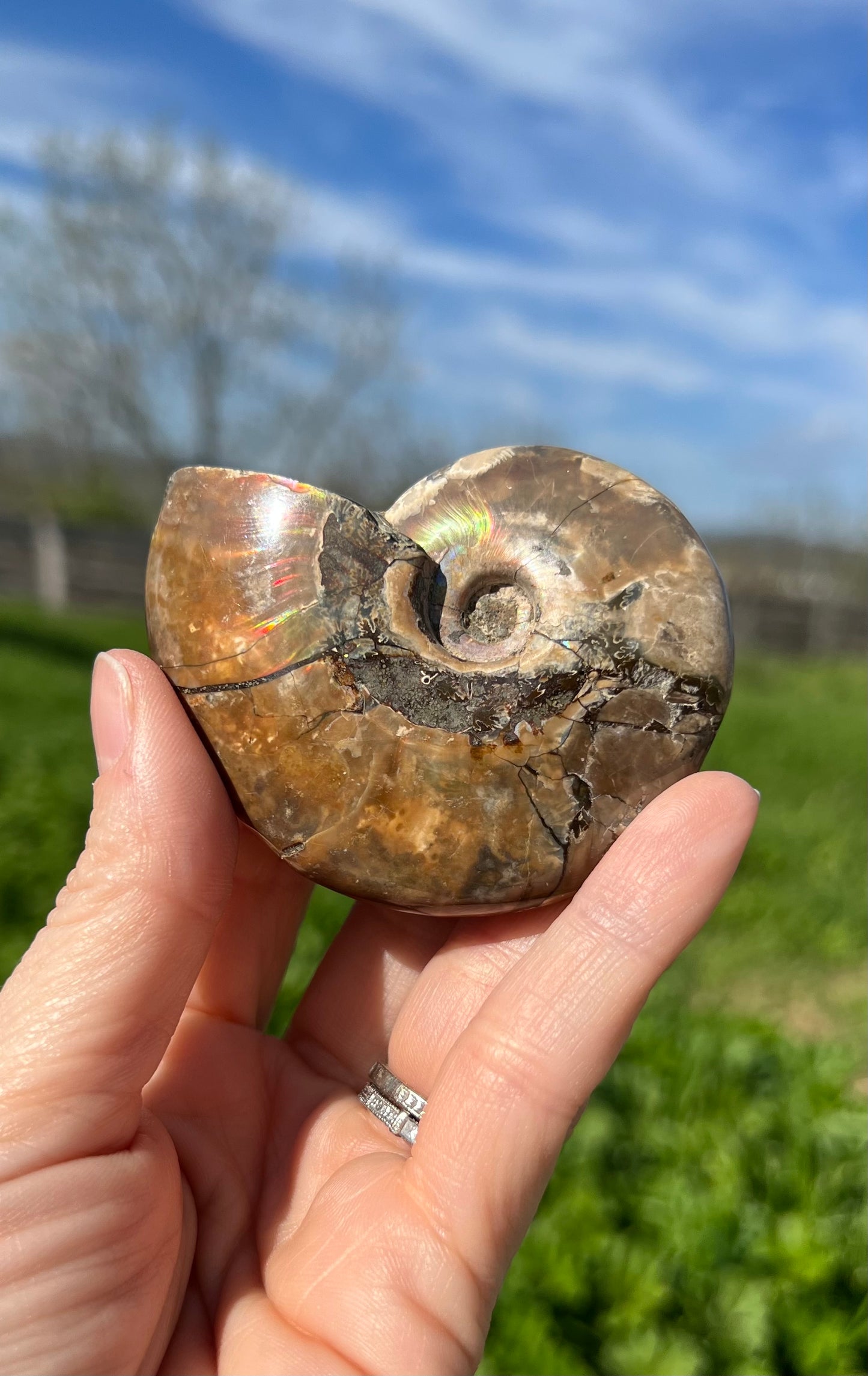 Ammonite Fossil