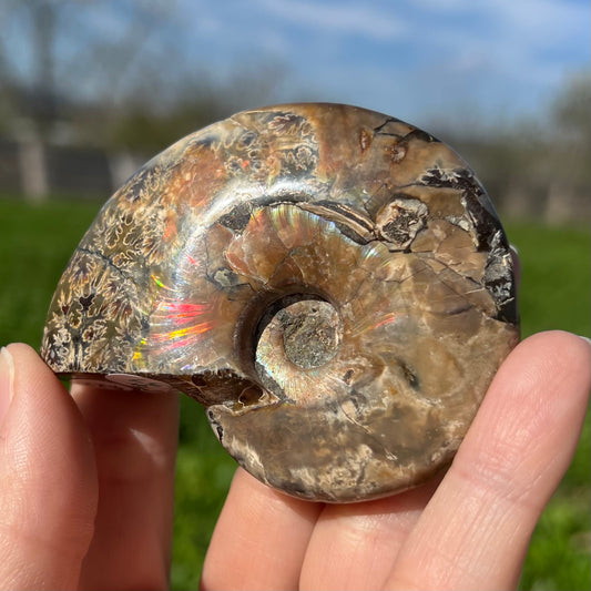 Ammonite Fossil